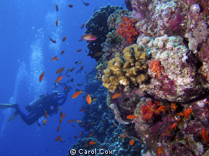 My husband taking photos in the Red Sea. by Carol Cox 